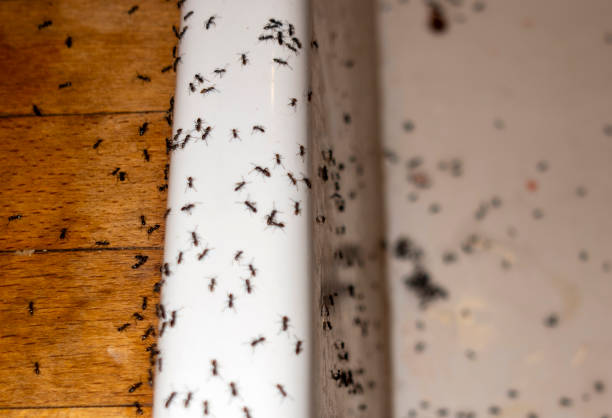 Best Pest Prevention Services  in Wixom, MI